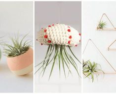 three different pictures with air plants in them and one has a planter on it