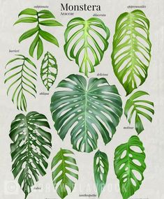 the different types of monster leaves