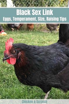 a black chicken standing on top of a lush green field