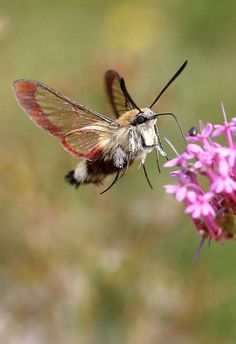 a close up of a butterfly on a flower with it's wings spread out