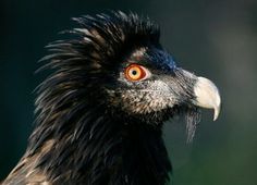 a close up of a bird with orange eyes