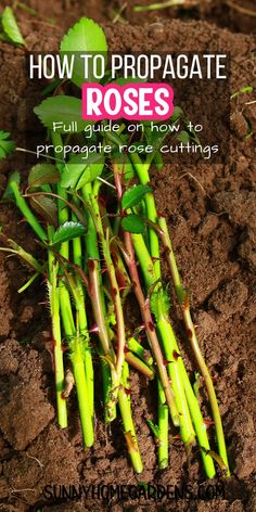 the cover of how to propagate roses, with green stems growing out of it