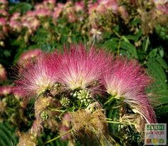 pink flowers with green leaves in the background