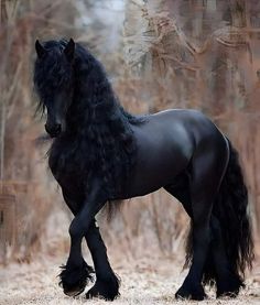 a black horse is standing in the woods