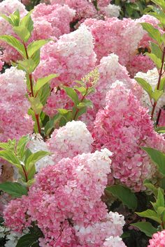 pink and white flowers blooming in the garden