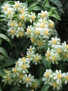 white and yellow flowers are blooming in the garden