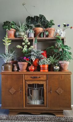 a wooden cabinet filled with lots of potted plants