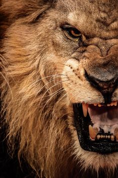 a close up of a lion's face with it's mouth open