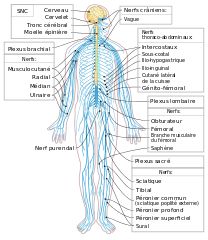 the nervous system labeled in spanish and english, with all its major branches labelled below