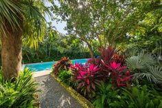 an outdoor swimming pool surrounded by tropical plants and trees, with a gravel path leading to it