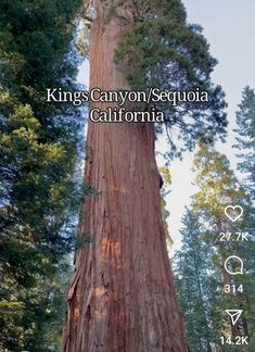 a large tree with the words kings canyon / sequa california written on it