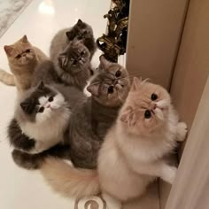 a group of cats sitting on top of a bathroom floor