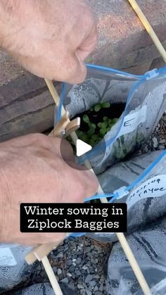 Elizabeth on Instagram: "Will you try winter sowing in Ziplock baggies this January? 
Neat and tidy, reusable, no tape, easy storage from season to season. Begin in January zones 3 - 9.  Snow, Freezing temps and Ice are perfect conditions! Don’t believe me? Try it from the seeds below. The bags are reusable. #wintersowing #wintergardening #seedstarting #flowerseeds #perennialseeds #seedlings #wintersowinginziplockbaggies @wintersowing for a partial list of seeds that can be wintersown (January to March)
Hardy Annuals
Calendula
Celosia
Cleome
Cosmos
Datura
Lavatera
Marigold
Morning Glory
Petunia 
Snapdragon 
Sunflower 

Hardy Perennials 
Aubrietta 
Bachelor’s buttons
Bells of Ireland 
Bee Balm
Black eyed Susan
Butterfly weed
Canterbury Bells
Cone flower
Coreopsis 
Dara
Delphinium 
Feverfew Hardy Annuals, Broccoli Raab, Canterbury Bells, Bells Of Ireland, Sweet William, Patio Planters, Bee Balm, Garden Help, Living Off The Land