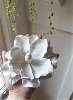 a hand holding a white flower in front of a window