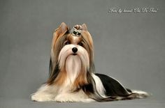 a brown and white dog with a tiara on its head laying down in front of a gray background