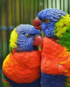 two colorful birds are standing next to each other