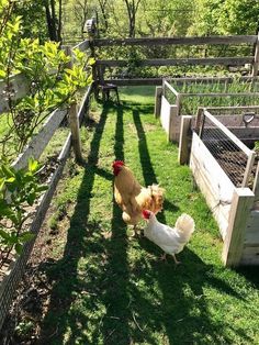 two chickens are standing in the grass next to some raised beds and fenced in area