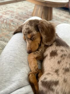 a brown and white dog sleeping on top of a couch