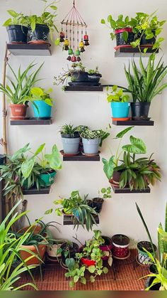 a wall mounted shelf filled with potted plants