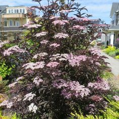 purple flowers are blooming in front of some houses