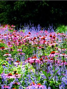 a field full of purple and red flowers