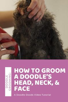 DIY Doodle Grooming Head, Neck, & Face Aussiedoodle Grooming, Doodle Grooming, Labradoodle Grooming, Goldendoodle Haircuts, Diy Dog Shampoo, Dog Grooming Diy, Goldendoodle Grooming, Dog Grooming Styles, Dogs Diy Projects