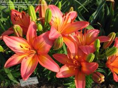 orange and yellow flowers blooming in the garden