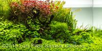 an aquarium filled with lots of green plants and water next to a white wall in the background