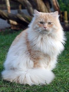 an orange and white cat sitting in the grass