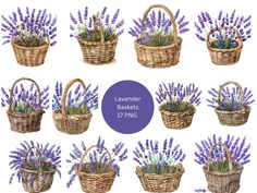 lavender flowers in wicker baskets on white background with purple border around the basket, watercolor illustration