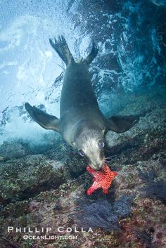 a sea lion swimming in the ocean with a red starfish on its back legs