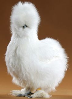 a small white chicken standing on top of a wooden table next to a brown background