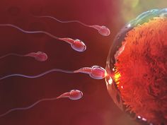 Podcast: The Friday Five Weekly Roundup in Health Research - leaps.org Low Sperm Count, Health Research, Reproductive System, Baby Center, Test Tube, Healthy Pregnancy, 3d Illustration, Red Background, Fertility