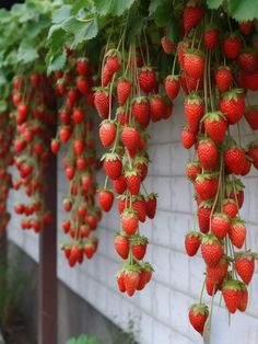 strawberries growing on the side of a building