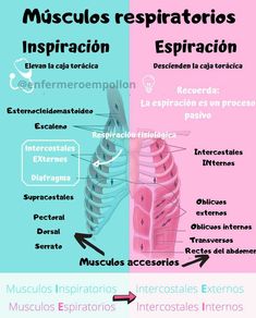 the muscles and their functions are labeled in spanish