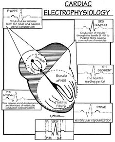 the diagram shows how an animal's body is made