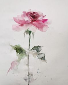 a watercolor painting of a single pink rose