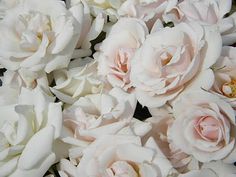 a bunch of white and pink flowers sitting on top of each other