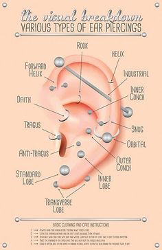 the various types of ear piercings are shown in this diagram, and there is also an