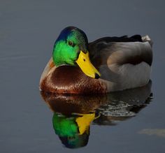 a duck that is sitting in the water with its head turned to the side and it's reflection on the water