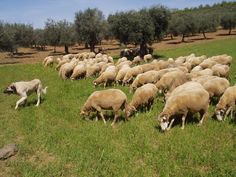 a large herd of sheep grazing on grass in the middle of an open field with trees