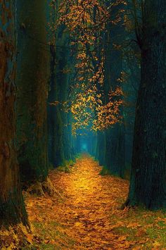 a path in the middle of a forest with yellow leaves on the ground and trees