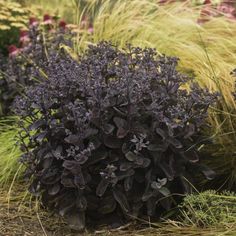 purple flowers and grasses in a garden setting with brown grass on the ground behind them