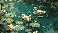 two white ducks floating on top of a pond filled with water lilies