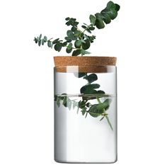 a plant in a glass jar with a cork lid