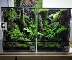 two fish tanks filled with plants and rocks