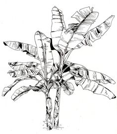 a black and white drawing of a banana tree