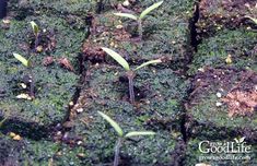 small green plants sprouting from the soil in square bricks with dirt on them