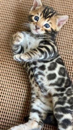 a small kitten sitting on top of a couch holding its paw up to the camera