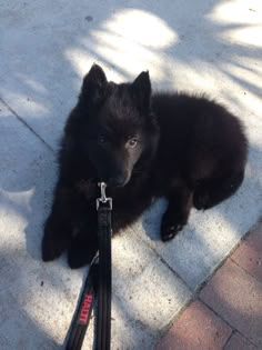 a small black dog laying on the ground with a leash around it's neck